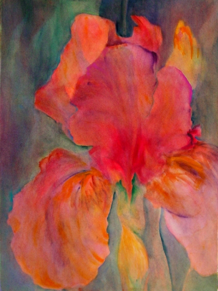 Click here to view Red Iris by Calvin deRuyter